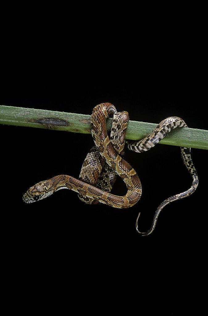 Detail of Elaphe guttata guttata (corn snake) by Anonymous