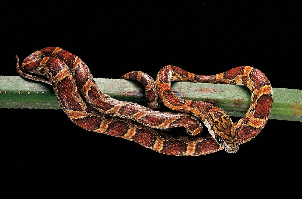 Detail of Elaphe guttata guttata (corn snake) by Anonymous