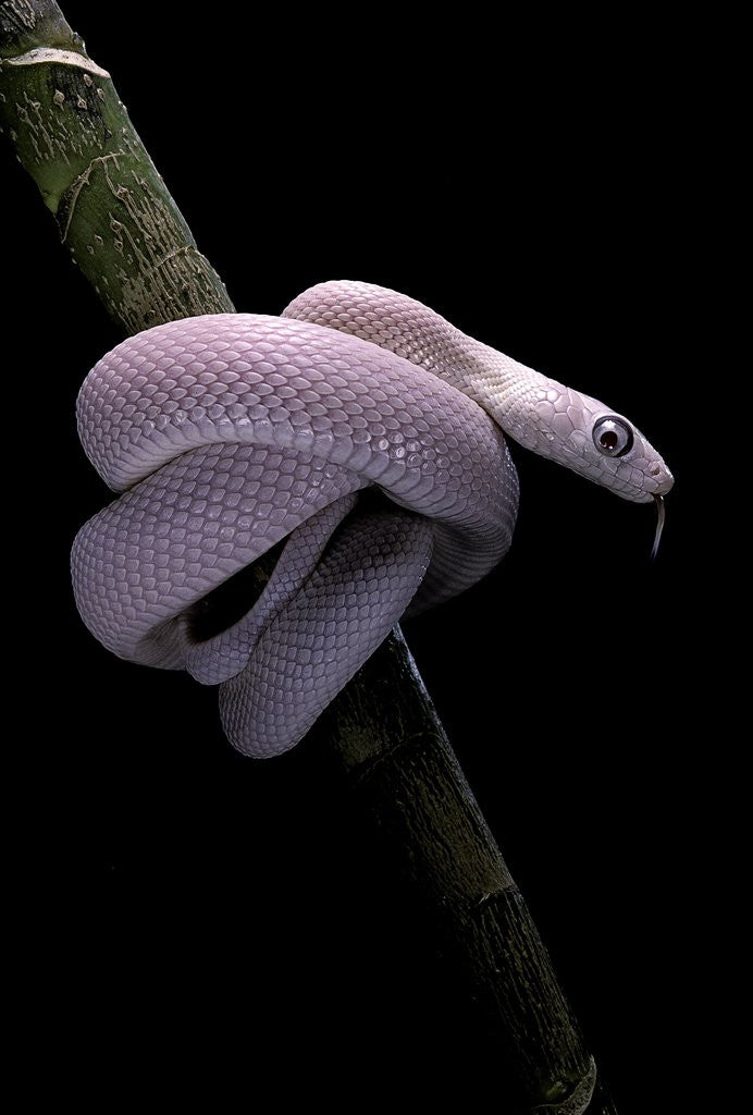 Detail of Elaphe obsoleta lindheimeri f. leucistic (Texas rat snake) by Corbis
