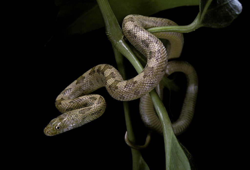 Detail of Elaphe obsoleta quadrivittata (yellow rat snake) by Anonymous