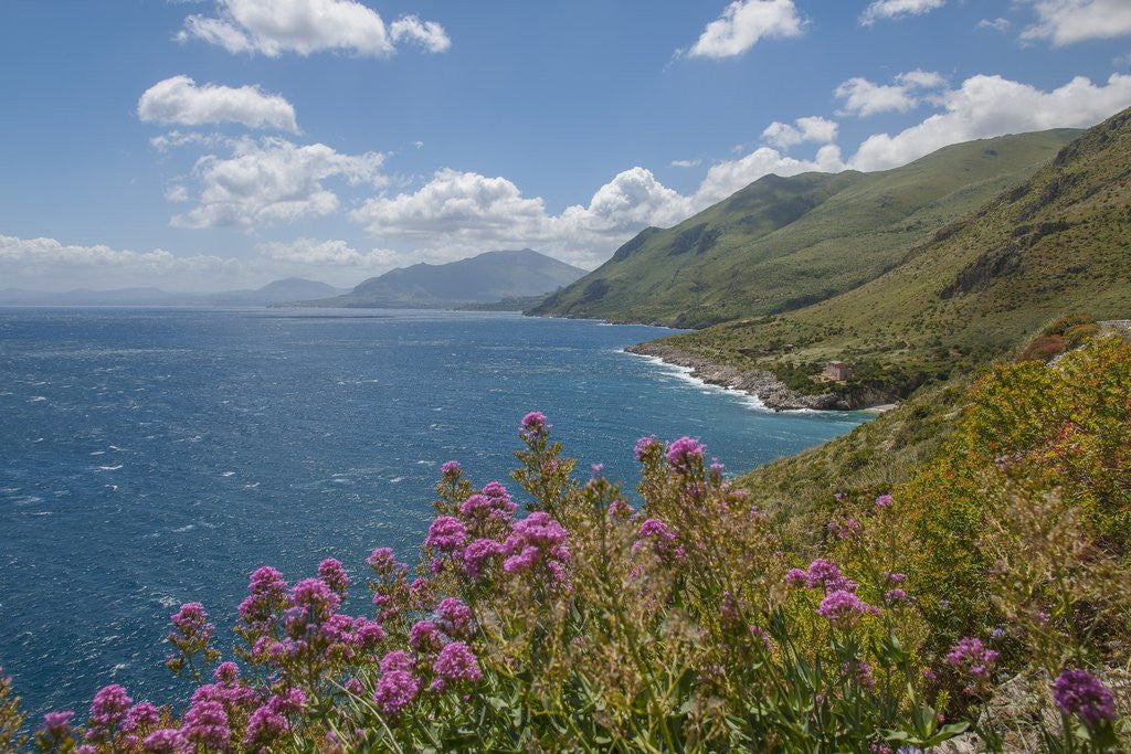 Detail of Lo Zingaro Natural Reserve by Anonymous