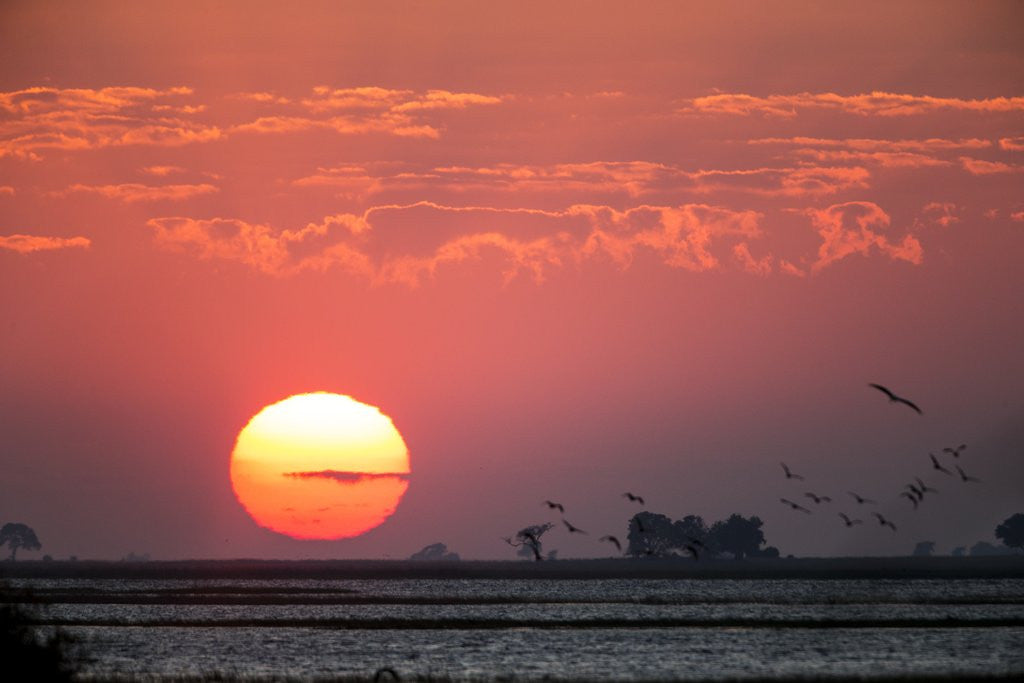 Detail of Sunrise, Chobe National Park, Botswana by Anonymous