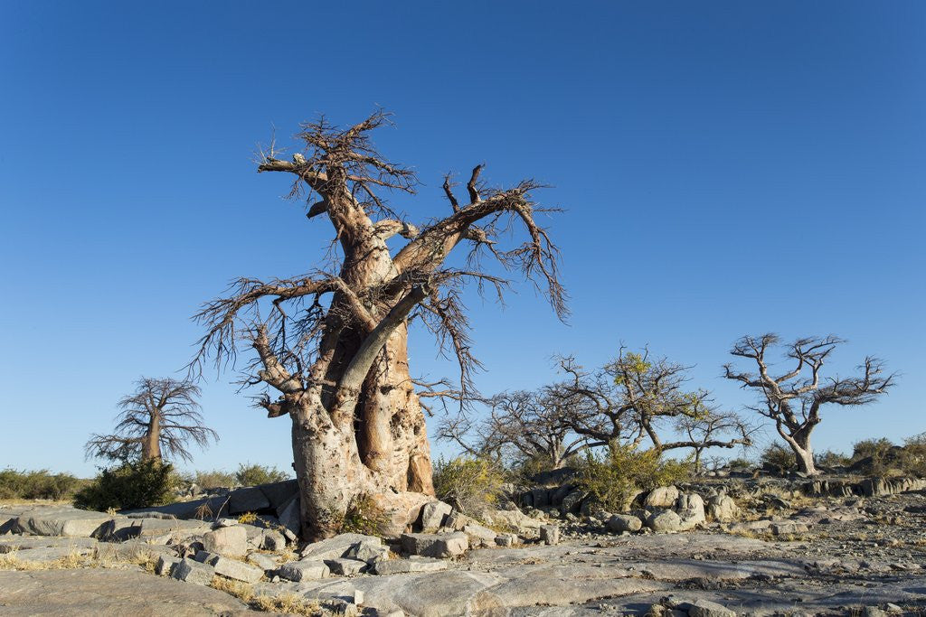 Detail of Baobab Trees, Kubu Island, Botswana by Anonymous