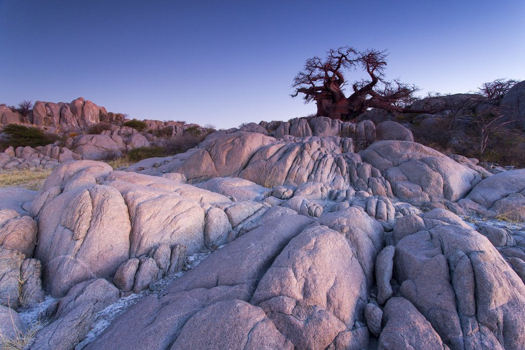 Detail of Baobab Tree at Dusk, Kubu Island, Botswana by Anonymous