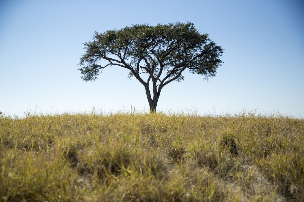 Detail of Acacia Tree, Makgadikgadi Pan, Botswana by Anonymous