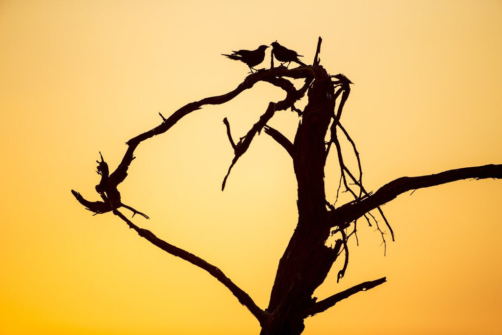Detail of Birds on Tree at Dawn, Moremi Game Reserve, Botswana by Corbis