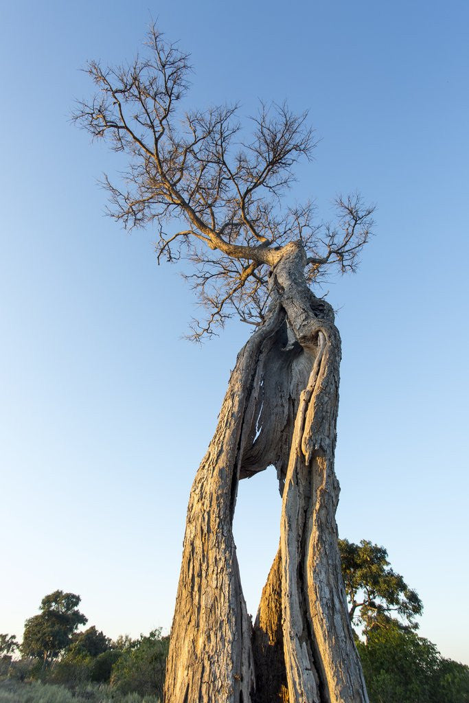 Detail of Acacia Tree at Sunset, Moremi Game Reserve, Botswana by Anonymous