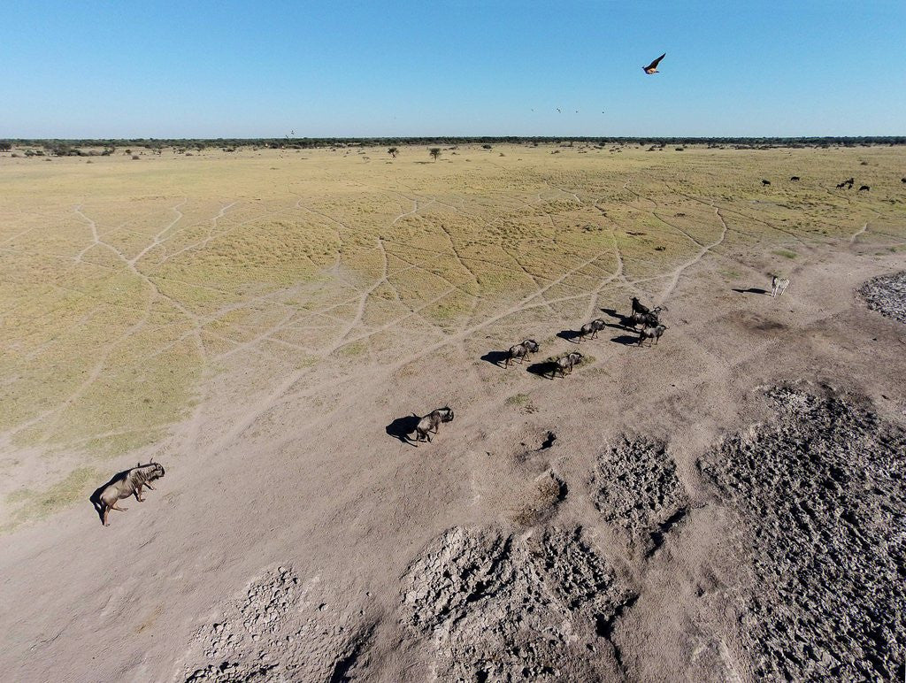 Detail of Aerial View of Wildebeest, Khama Rhino Reserve by Anonymous