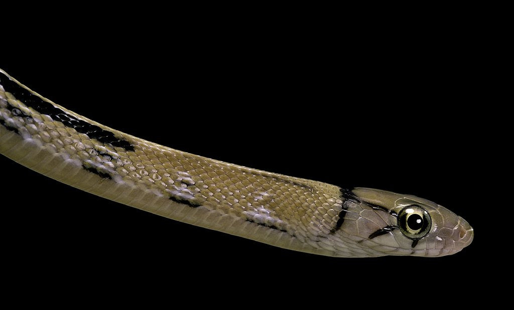 Detail of Elaphe radiata (Copperhead rat snake) by Corbis