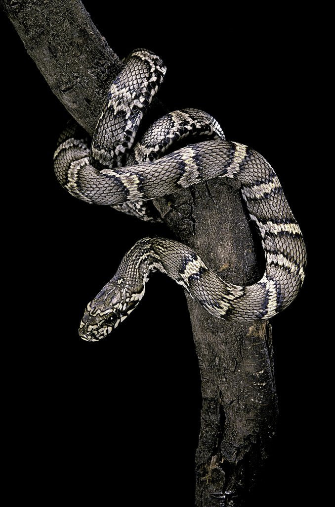 Detail of Elaphe schrencki schrencki (Amur rat snake) by Corbis