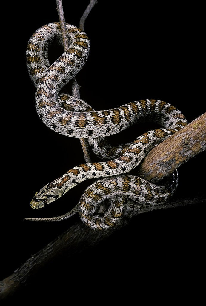 Detail of Elaphe situla (leopard snake) by Anonymous