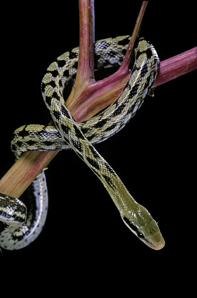 Detail of Elaphe taeniura friesi (Taiwan beauty snake) by Anonymous