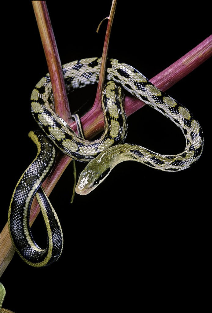 Detail of Elaphe taeniura friesi (Taiwan beauty snake) by Corbis