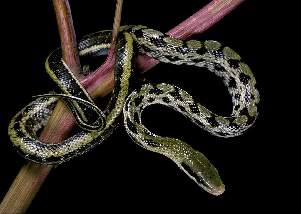 Detail of Elaphe taeniura friesi (Taiwan beauty snake) by Anonymous