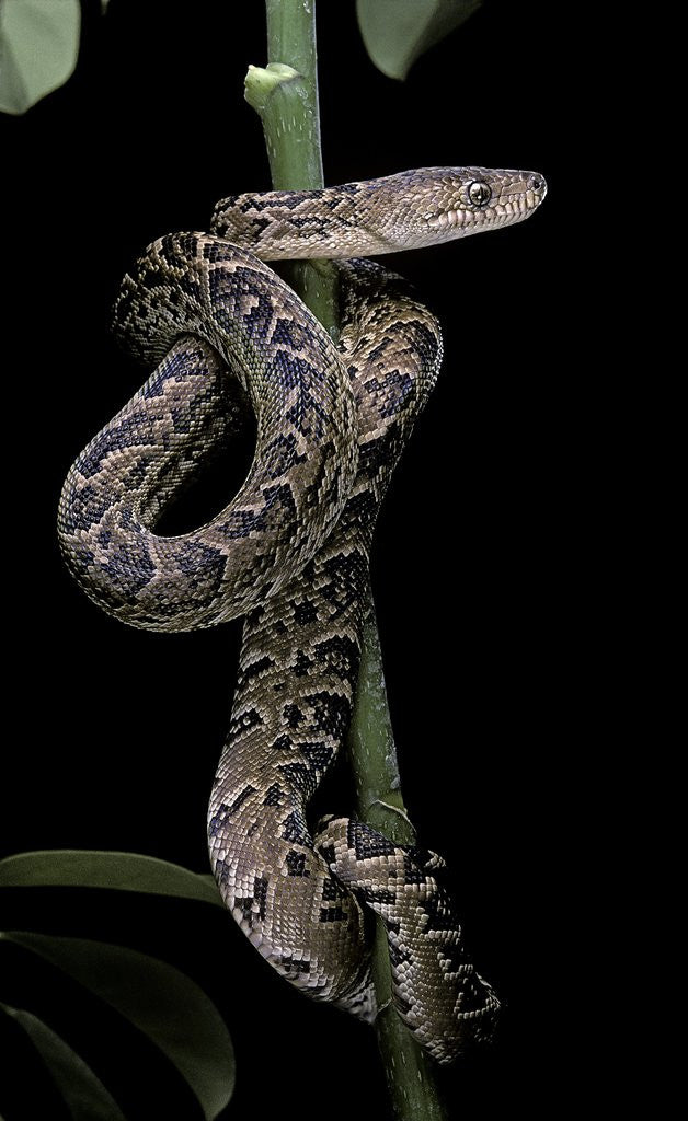Detail of Epicrates angulifer (slender boa, Cuba tree boa) by Anonymous
