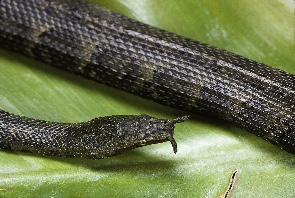 Detail of Erpeton tentaculatum (tentacled snake) by Anonymous