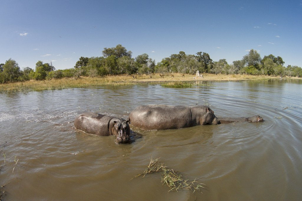 Detail of Aerial View of Hippo Pond, Moremi Game Reserve, Botswana by Corbis