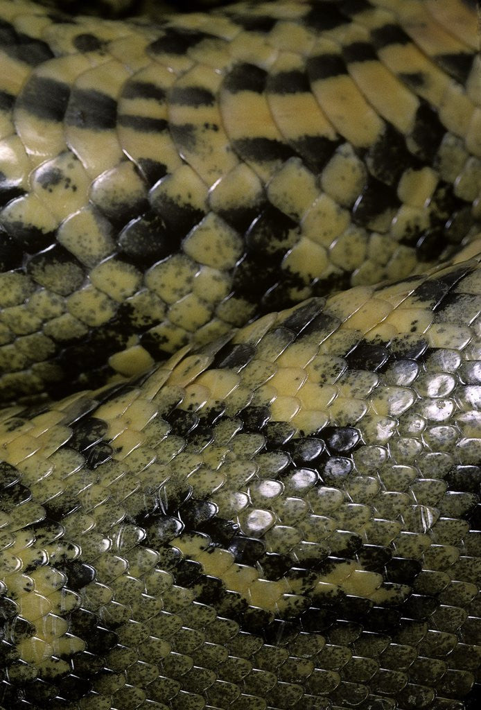 Detail of Eunectes murinus (anaconda) by Corbis