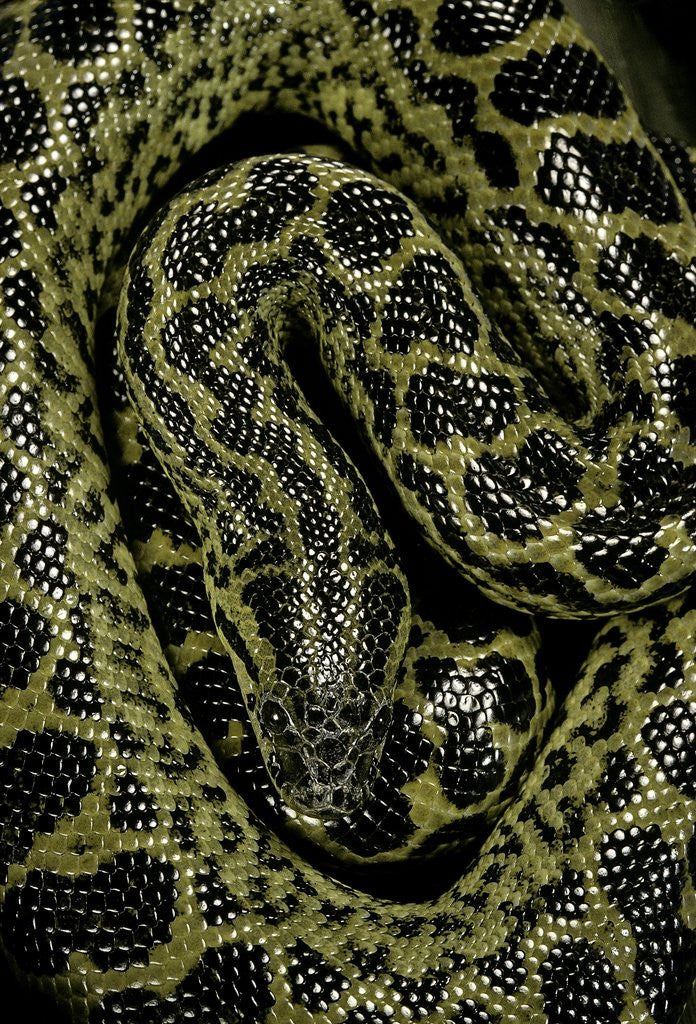 Detail of Eunectes notaeus (yellow anaconda) by Anonymous