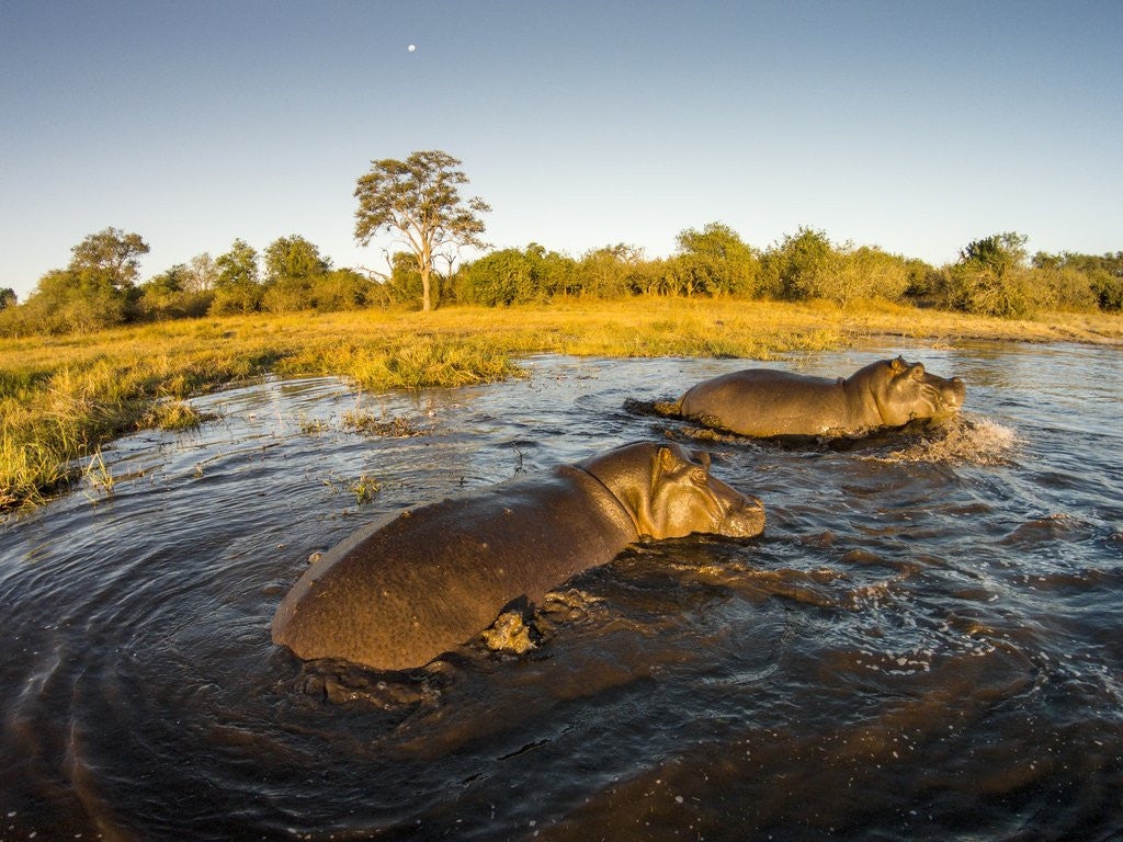 Detail of Aerial View of Hippopotamus at Sunset, Moremi Game Reserve, Botswana by Anonymous
