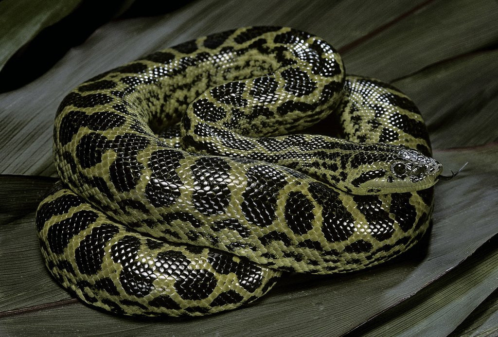Detail of Eunectes notaeus (yellow anaconda) by Anonymous