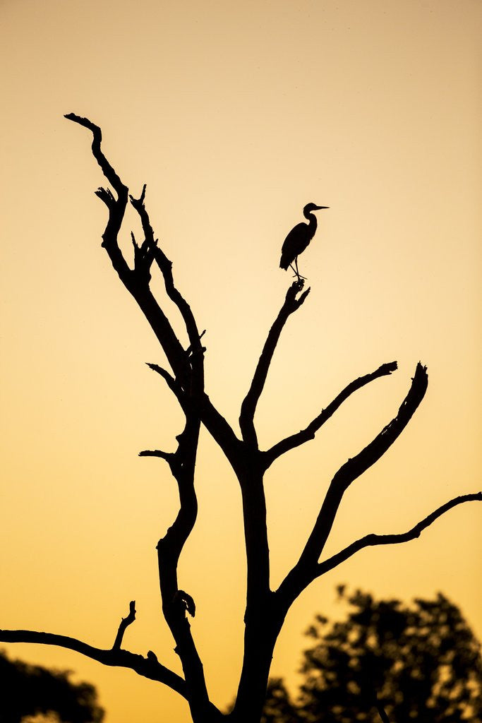 Detail of Egret, Savuti Marsh, Chobe National Park, Botswana by Corbis