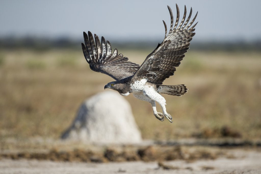 Detail of Martial Eagle, Nxai Pan National Park, Botswana by Anonymous