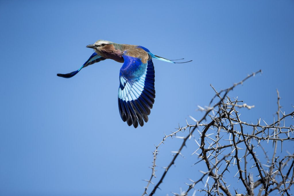 Detail of Lilac Breasted Roller, Moremi Game Reserve, Botswana by Anonymous