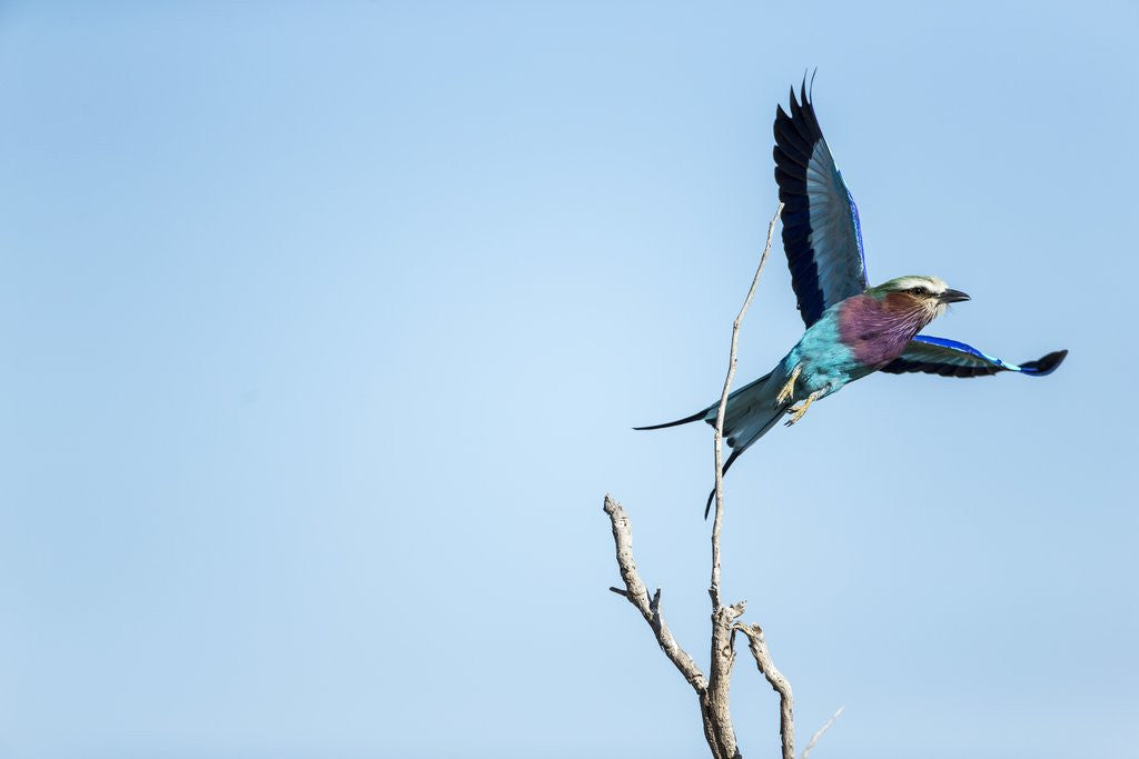 Detail of Lilac Breasted Roller, Moremi Game Reserve, Botswana by Anonymous