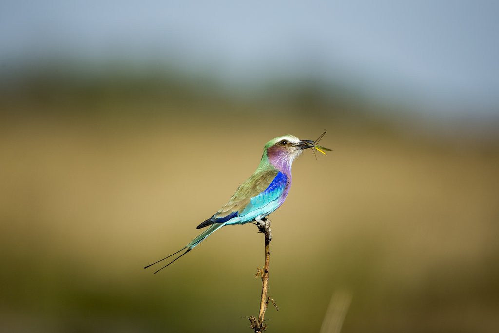 Detail of Lilac Breasted Roller, Chobe National Park, Botswana by Anonymous