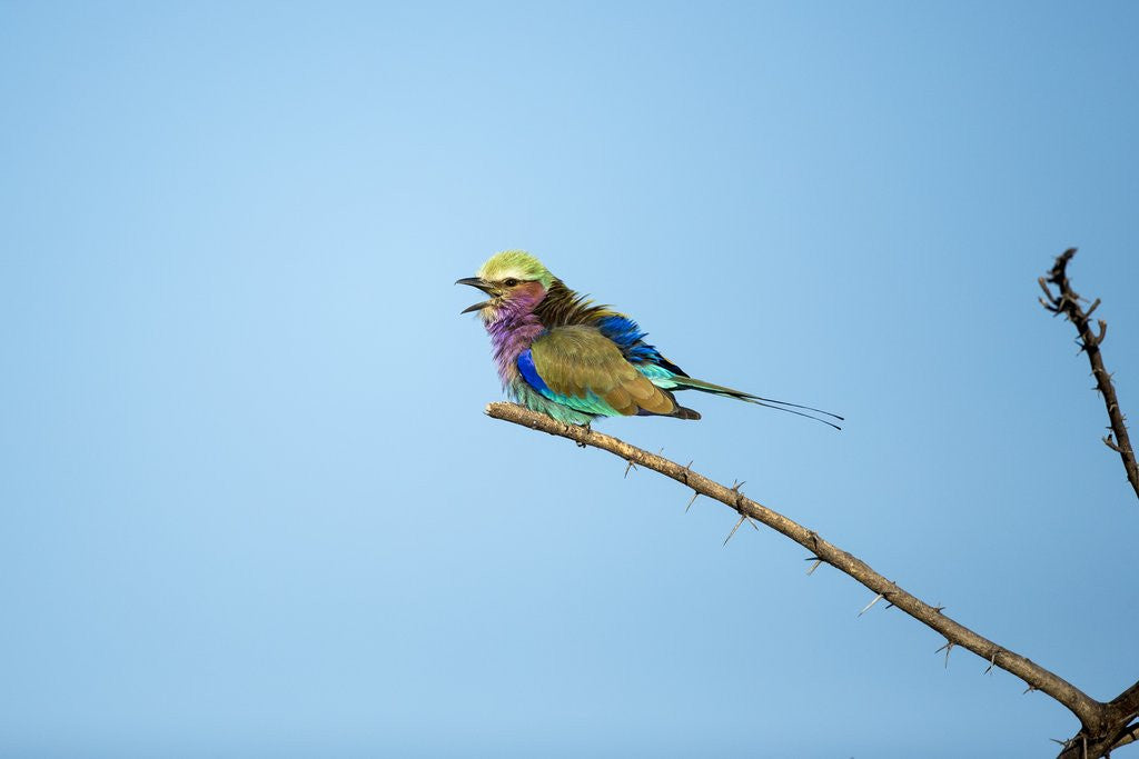 Detail of Lilac Breasted Roller, Chobe National Park, Botswana by Anonymous