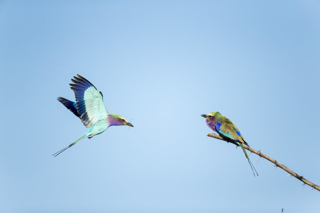 Detail of Lilac Breasted Rollers, Chobe National Park, Botswana by Anonymous