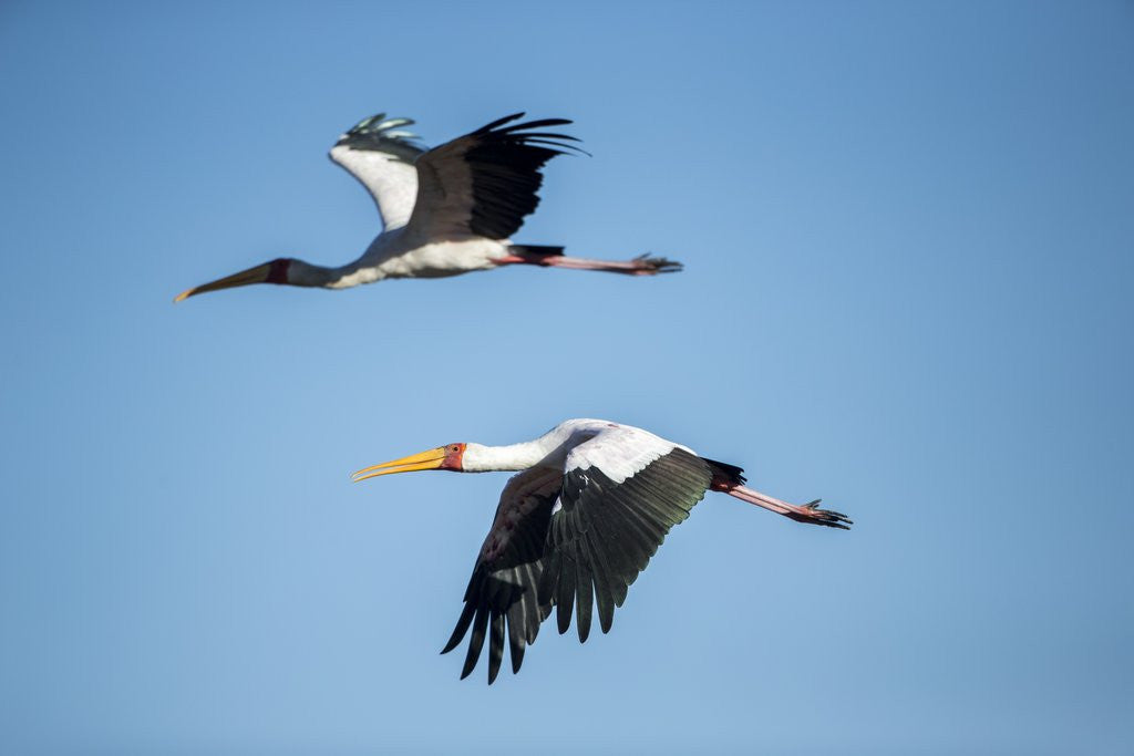 Detail of Yellow Billed Storks, Moremi Game Reserve, Botswana by Anonymous