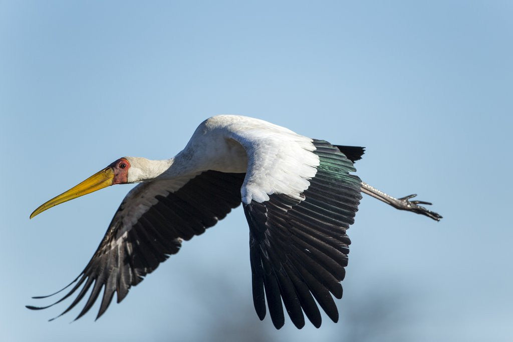 Detail of Yellow Billed Stork, Moremi Game Reserve, Botswana by Anonymous
