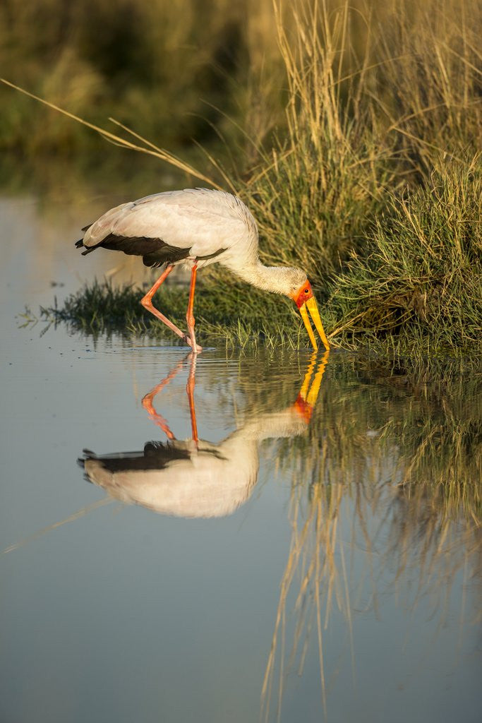 Detail of Yellow Billed Stork, Moremi Game Reserve, Botswana by Anonymous
