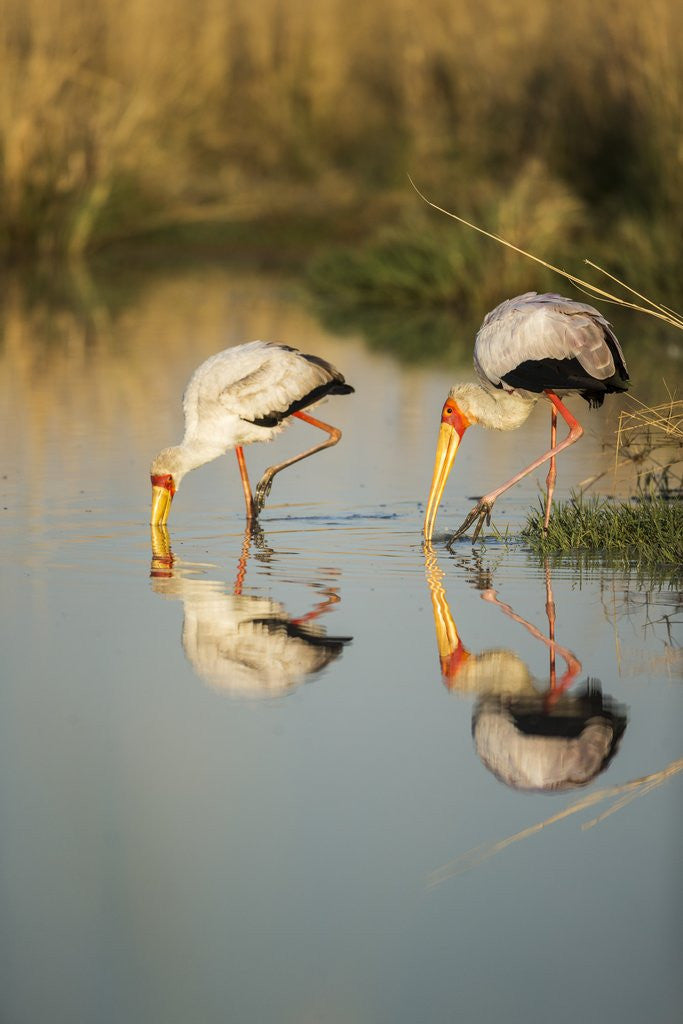 Detail of Yellow Billed Storks, Moremi Game Reserve, Botswana by Anonymous