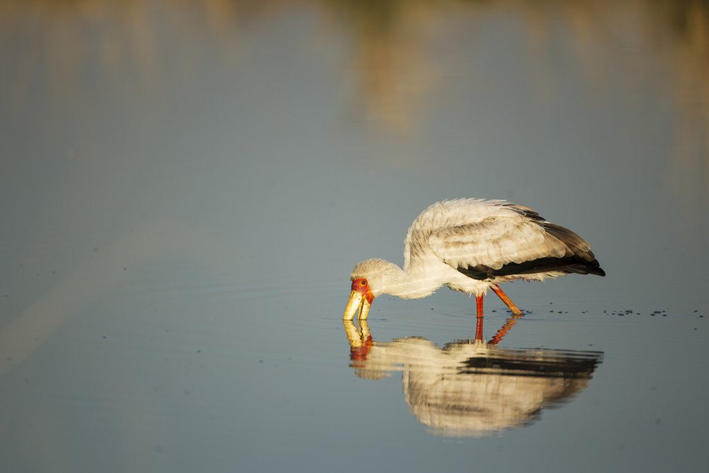 Detail of Yellow Billed Stork, Moremi Game Reserve, Botswana by Anonymous