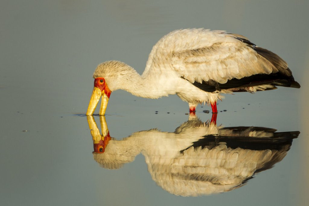 Detail of Yellow Billed Stork, Moremi Game Reserve, Botswana by Anonymous