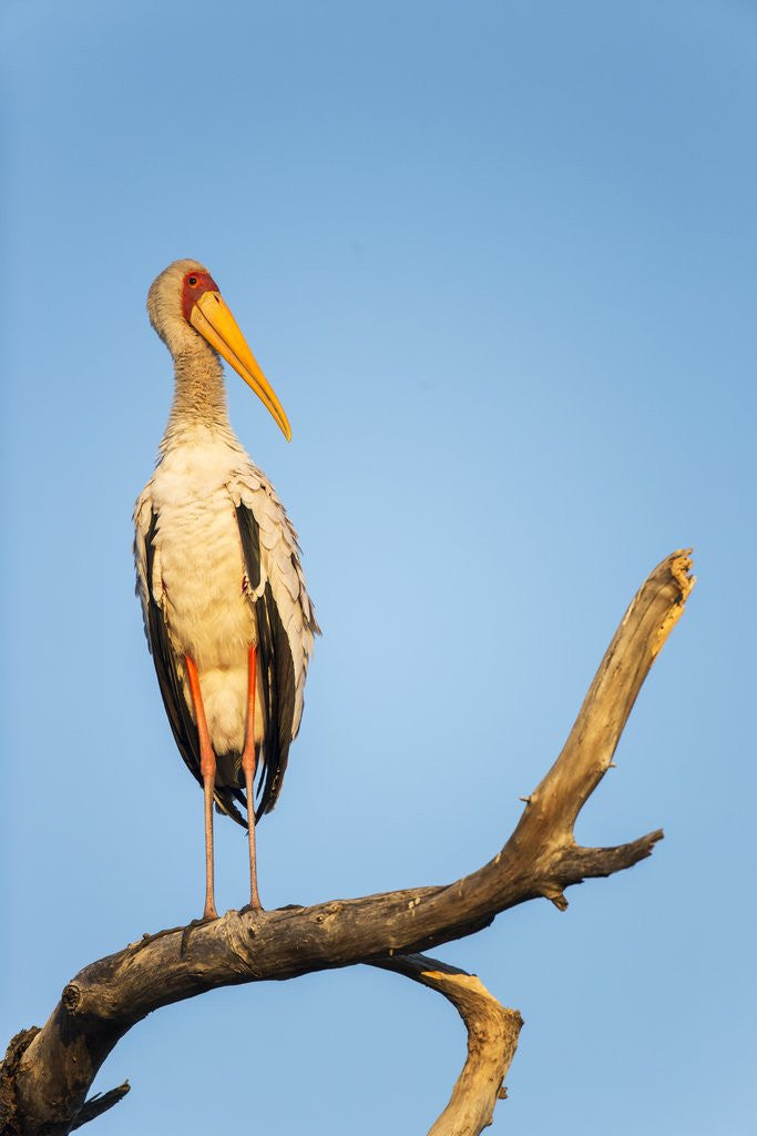 Detail of Yellow Billed Stork, Moremi Game Reserve, Botswana by Anonymous