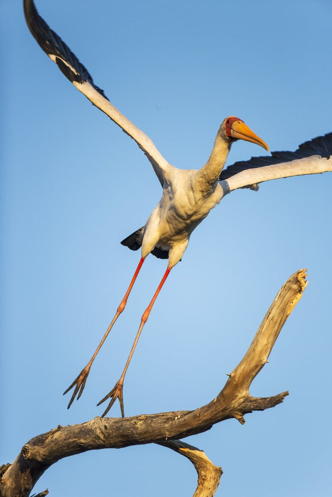 Detail of Yellow Billed Stork, Moremi Game Reserve, Botswana by Anonymous