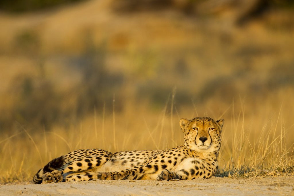 Detail of Cheetah, Moremi Game Reserve, Botswana by Anonymous