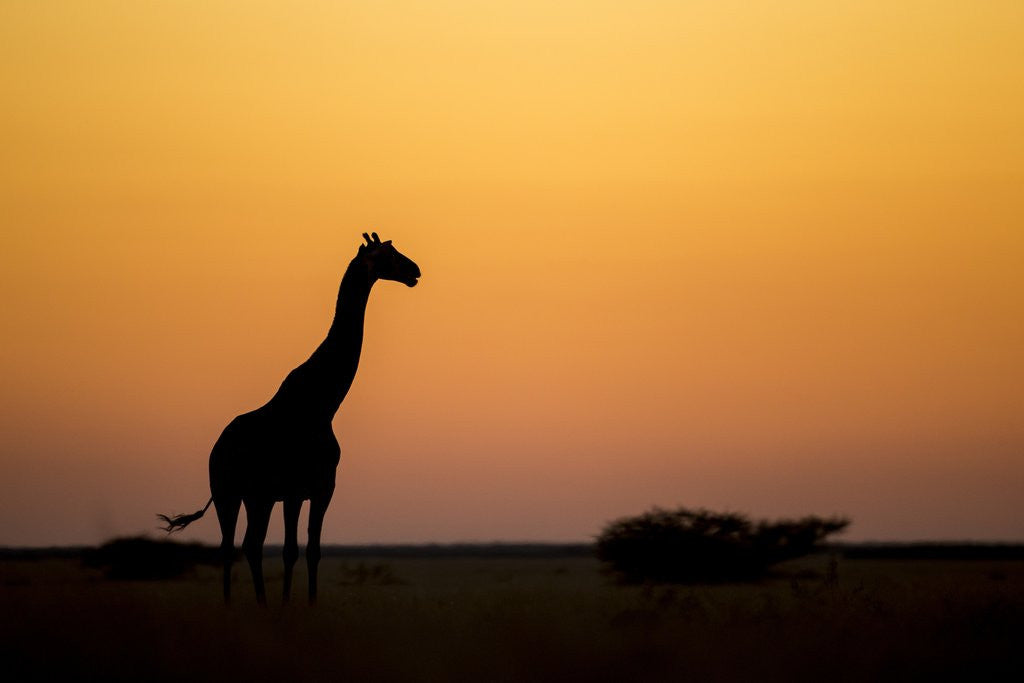 Detail of Giraffe, Nxai Pan National Park, Botswana by Anonymous