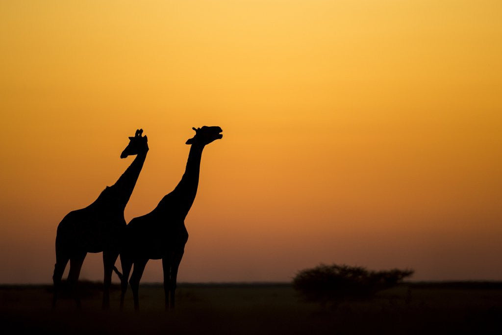 Detail of Giraffes, Nxai Pan National Park, Botswana by Anonymous