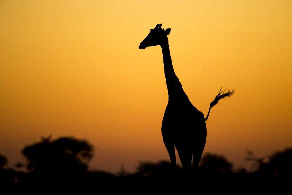 Detail of Giraffe, Nxai Pan National Park, Botswana by Anonymous