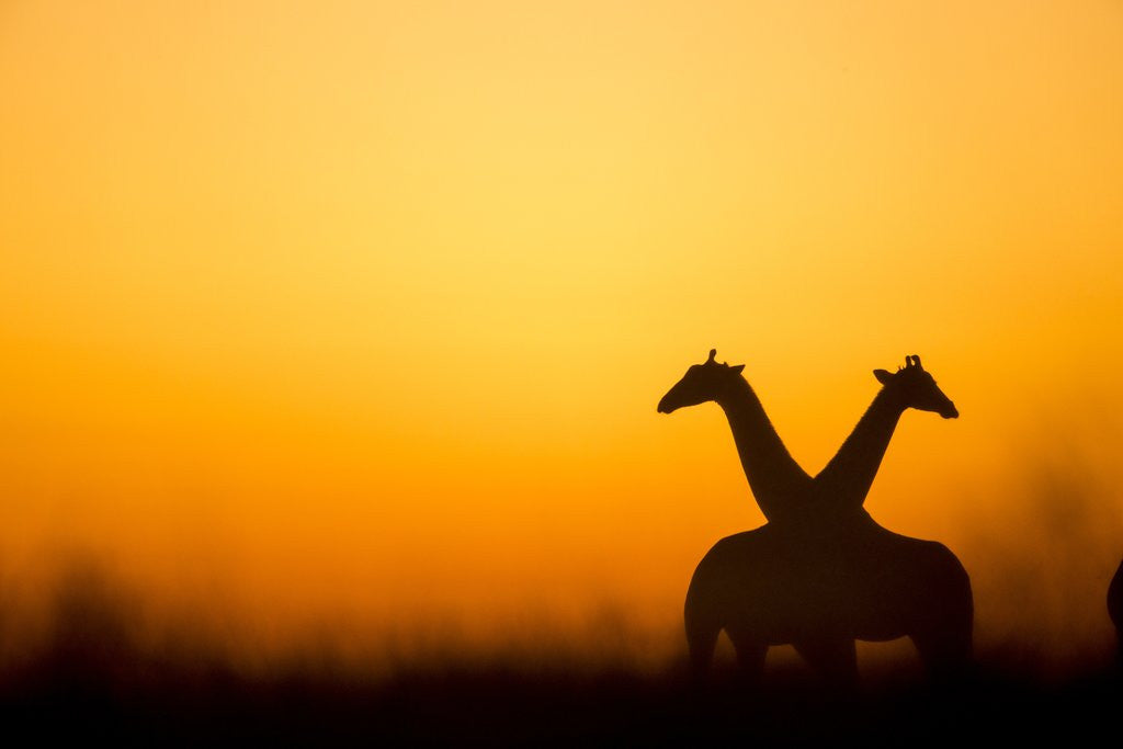 Detail of Giraffes, Nxai Pan National Park, Botswana by Anonymous
