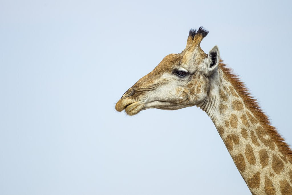 Detail of Giraffe, Moremi Game Reserve, Botswana by Anonymous