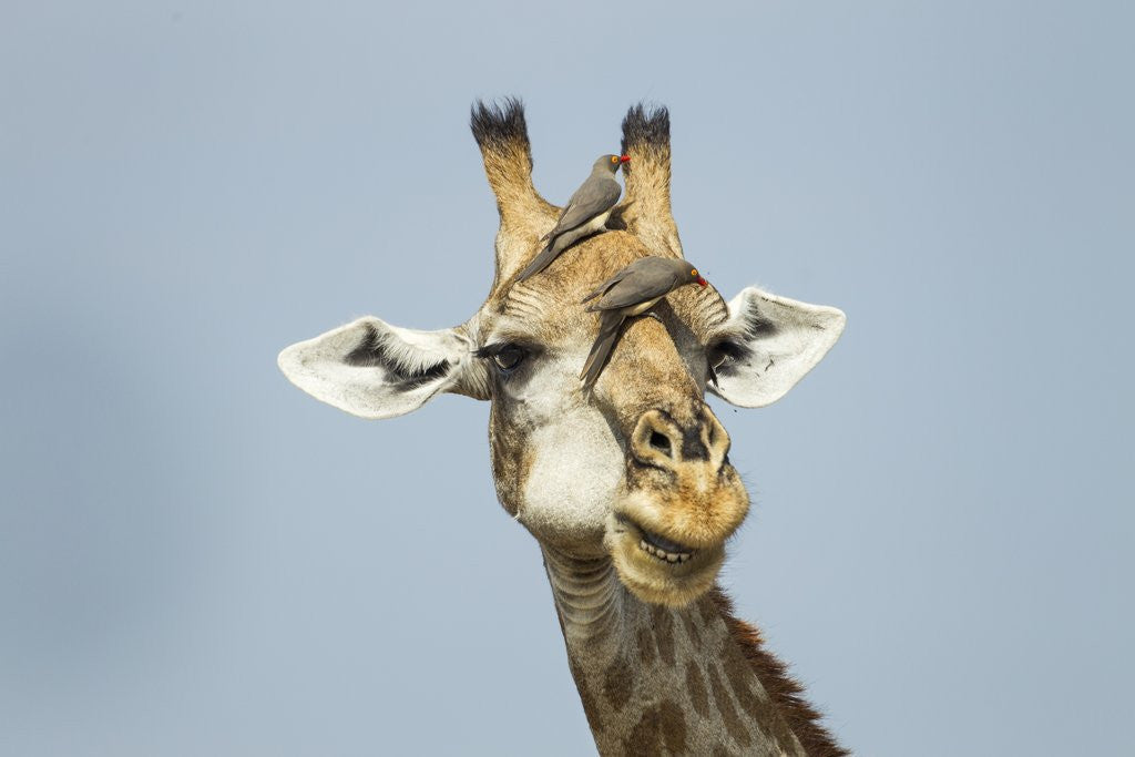 Detail of Giraffe and Red-Billed Oxpeckers, Moremi Game Reserve, Botswana by Anonymous