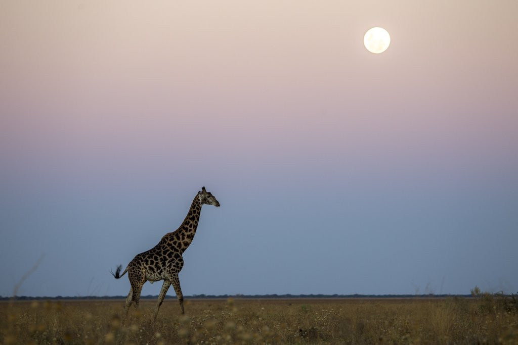 Detail of Giraffe and Moonrise, Chobe National Park, Botswana by Corbis