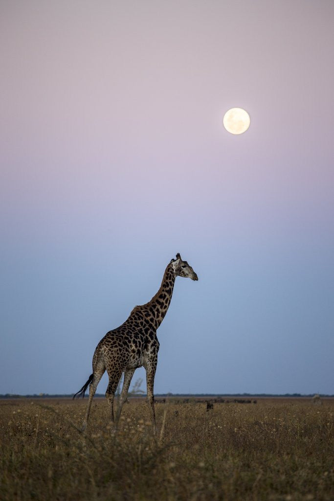 Detail of Giraffe and Moonrise, Chobe National Park, Botswana by Anonymous