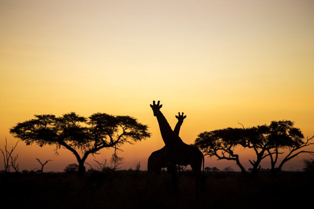 Detail of Giraffes at Dusk, Chobe National Park, Botswana by Anonymous